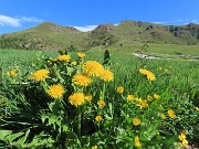 Laghi di Ponteranica dai Piani dell’Avaro con splendide fioriture – 1giu26  - FOTOGALLERY